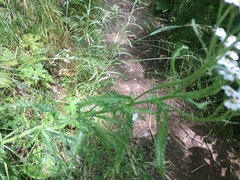 Achillea alpina camtschatica