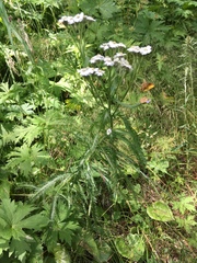 Achillea alpina camtschatica