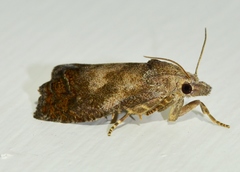 Eucosma sombreana