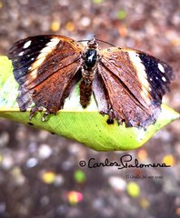 Asterocampa idyja argus