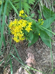 Solidago cuprea