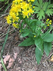 Solidago cuprea