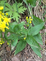 Solidago cuprea