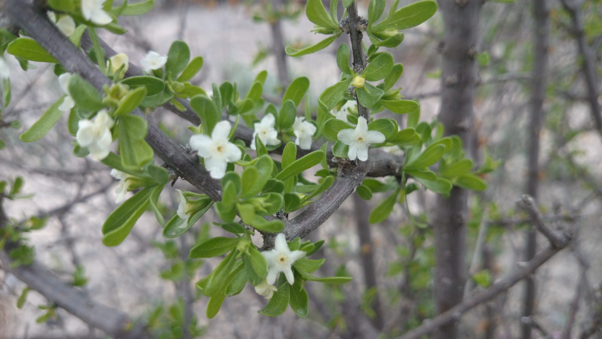 Citharexylum brachyanthum