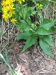 Solidago cuprea