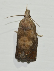Eucosma sombreana
