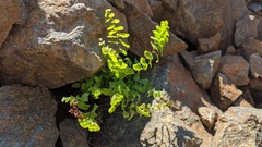 Adiantum aleuticum aleuticum