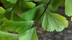 Adiantum aleuticum aleuticum