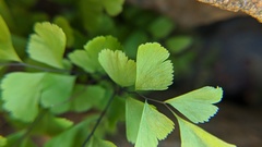 Adiantum aleuticum aleuticum
