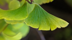 Adiantum aleuticum aleuticum