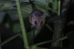 Didelphinae