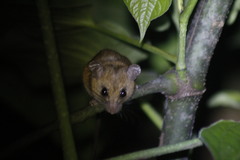 Didelphinae