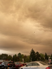 Corvus brachyrhynchos