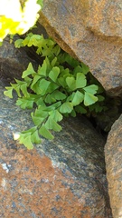 Adiantum aleuticum aleuticum
