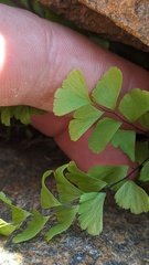 Adiantum aleuticum aleuticum
