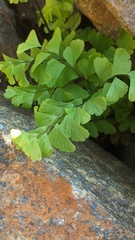 Adiantum aleuticum aleuticum