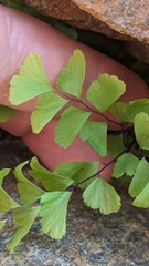 Adiantum aleuticum aleuticum