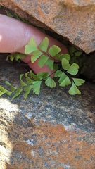 Adiantum aleuticum aleuticum