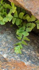 Adiantum aleuticum aleuticum