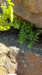 Adiantum aleuticum aleuticum