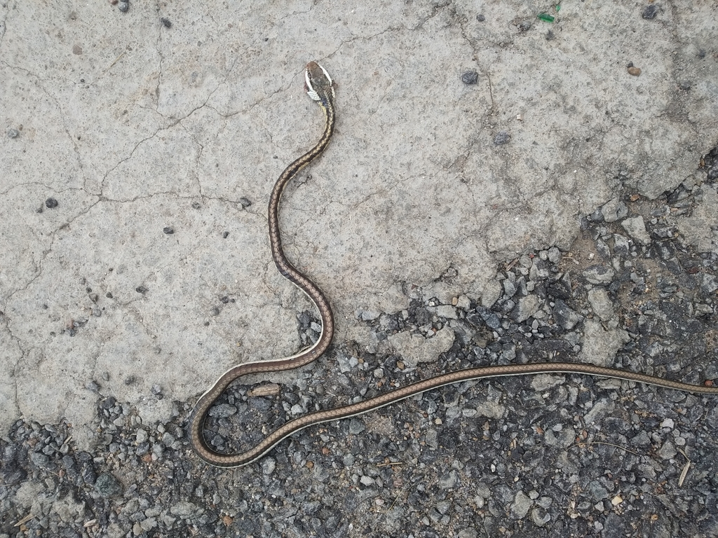 Daudin's Bronzeback