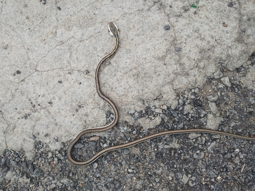 Daudin's Bronzeback