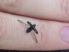 Glischrochilus vittatus