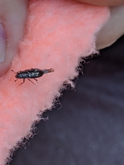 Glischrochilus vittatus