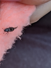 Glischrochilus vittatus