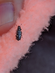 Glischrochilus vittatus