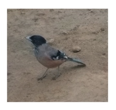 Garrulus lanceolatus