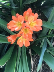 Clivia