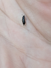 Glischrochilus vittatus