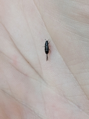 Glischrochilus vittatus