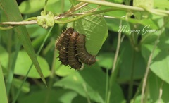 Battus polydamas