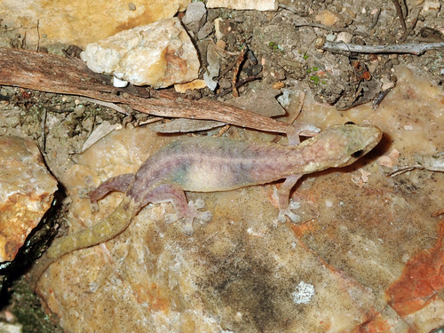 Indo-Pacific Slender Gecko