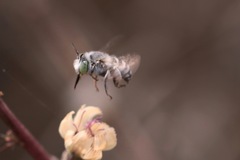 Anthophora curta