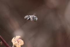 Anthophora curta