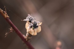 Anthophora curta