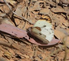Colotis antevippe gavisa