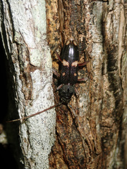 Phoracantha punctata