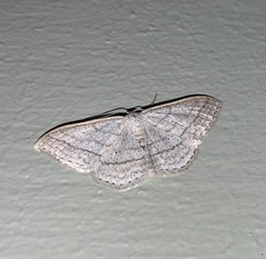 Scopula ancellata