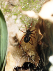 Crustulina starmuehlneri