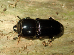 Figulus laevipennis