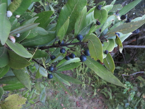 swamp bay (Persea palustris)