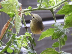 Leiothlypis celata orestera