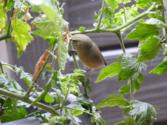 Leiothlypis celata orestera
