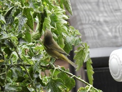 Leiothlypis celata orestera
