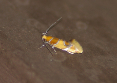 Epicallima argenticinctella