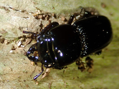 Figulus laevipennis
